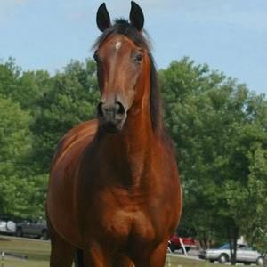 Meet your Posher, Virginia